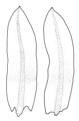 Encalypta  vulgaris, leaves. Drawn from B.H. Macmillan 92/70, CHR 482423.
 Image: R.C. Wagstaff © Landcare Research 2014 
